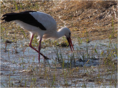 ooievaar (Ciconia ciconia)