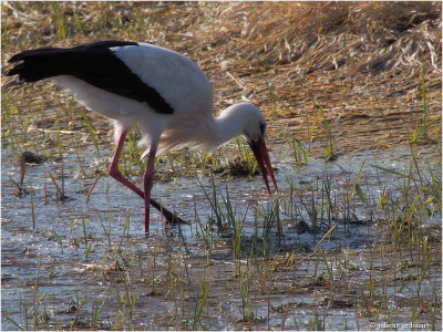 
 ooievaar (Ciconia ciconia)
