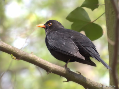 merel (Turdus merula)