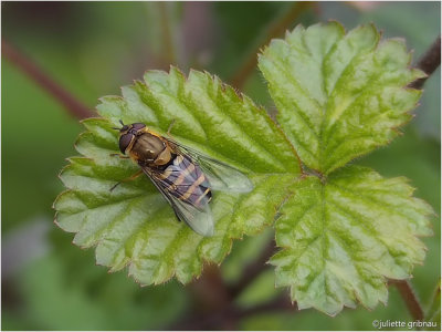 
Zweefvlieg (Syrphidae sp.)
