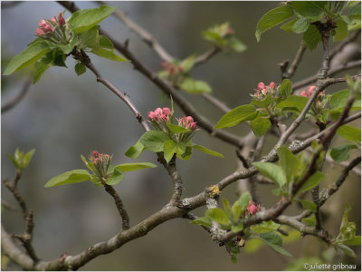 appelbloesem (Malus domestica)