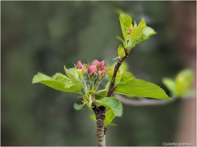 appelbloesem (Malus domestica)