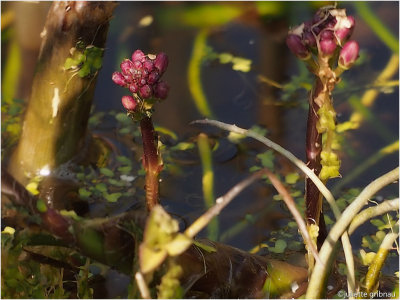 
waterdrieblad (Menyanthes trifoliata) 
beschermde soort; protected species
