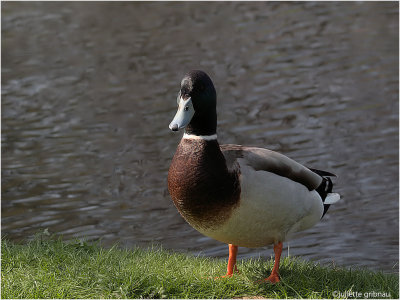 Parkeend - (Anas platyrhynchos forma domestica)