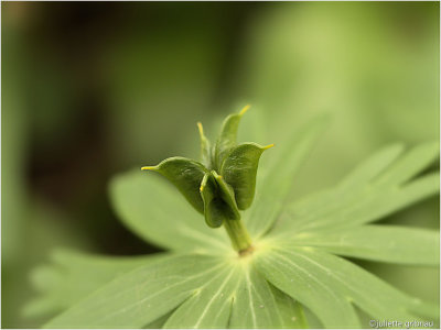 
zaaddoos van de winterakoniet (Eranthis hyemalis)
