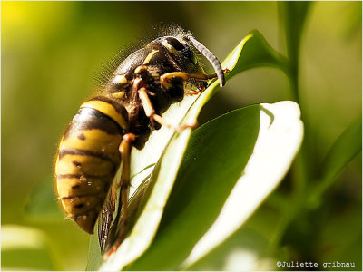 
koningin van een gewone wesp (vespula vulgaris)
