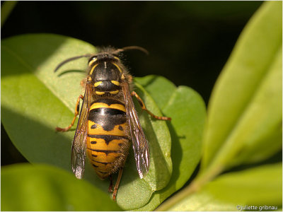 
koningin van een gewone wesp (vespula vulgaris)
