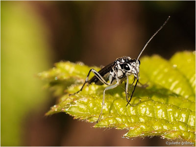 
Blad- of zaagwes. (Symphyta sp.)
