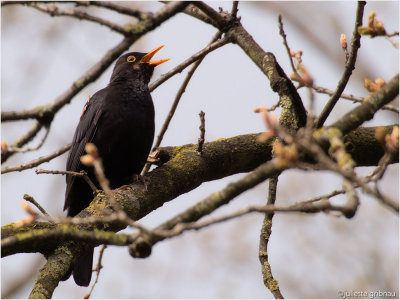 merel (Turdus merula)