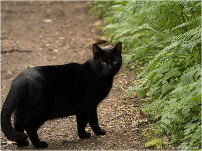 poes_cat