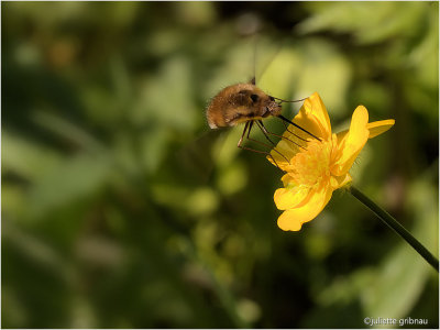 
gewone wolzwever (Bombylius major)
