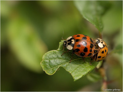 
aziatische lieveheersbeestjes (Harmonia axyridis)
