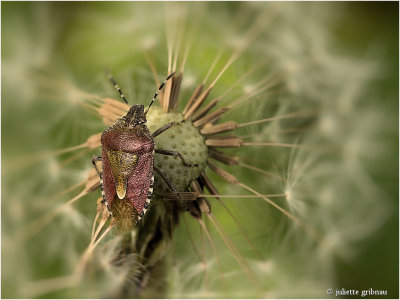 
bessenwants (Dolycoris baccarum) 
