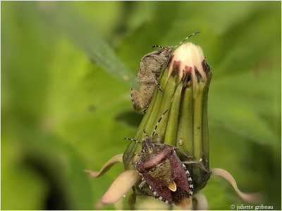 
bessenwants (Dolycoris baccarum) 
