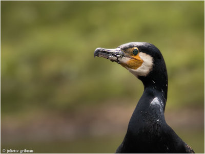 aalscholver (Phalacrocorax carbo),