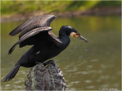aalscholver (Phalacrocorax carbo),