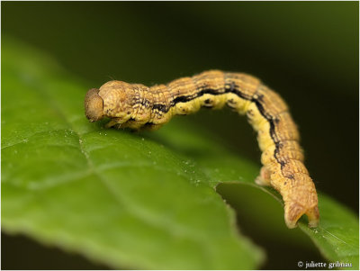 
grote wintervlinder (Erannis defoliaria)
