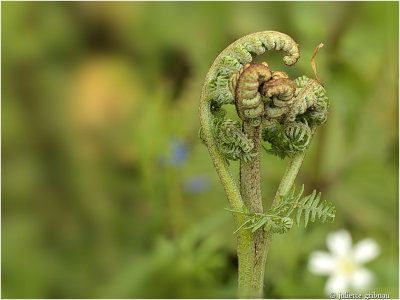 
varen-fern
