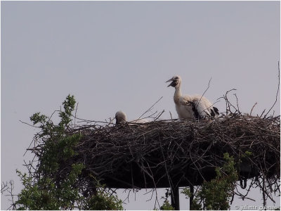 
ooievaarkuikens ; Stork-chicks (Ciconia ciconia)
