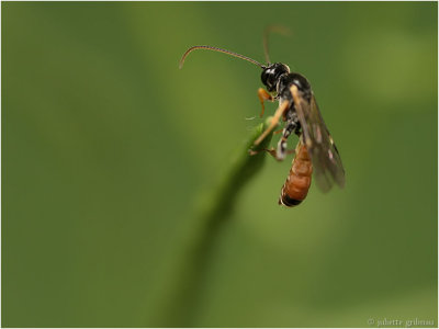 
bladwesp-sawfly  (Tenthredinidae spec)
