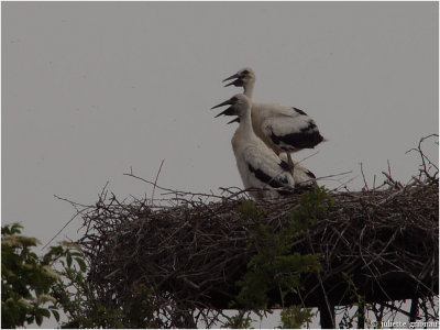 
3 ooievaars, juveniel (Ciconia ciconia) 
