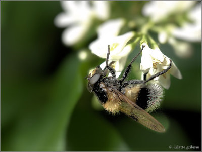 
hommelzweefvlieg (Volucella bombylans)
