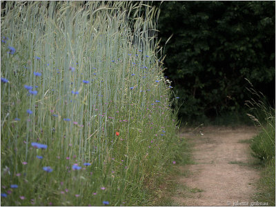 Roggeveld Rye-field