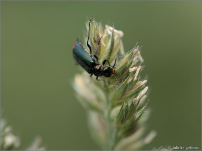 Roodtipbasterdweekschildkever (Malachius bipustulatus)