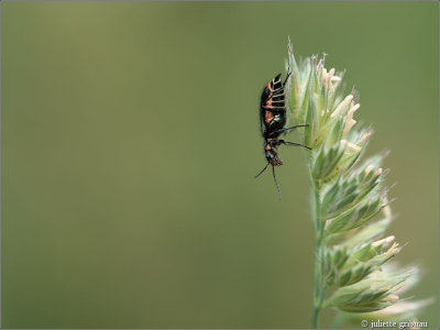 Roodtipbasterdweekschildkever (Malachius bipustulatus)