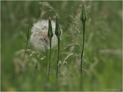 
bleke morgenster (Tragopogon dubius)  
