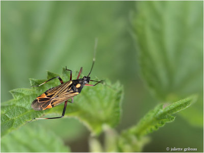 
Geribde prachtblindwants (Miris striatus)
