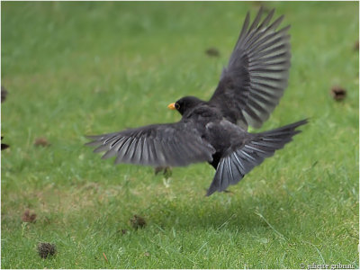 Merel-man (Turdus merula)