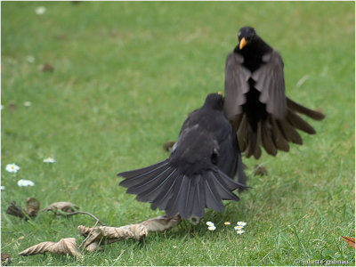 2 vechtende Merel-mannen (Turdus merula)