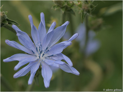 
Cichorei (Cichorium)
