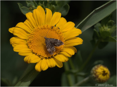 
unknown moth op ganzenbloem (Glebionis segetum)
