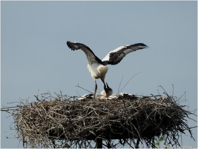 stork-chick trying it's wings