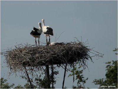 stork-chicks
