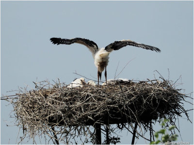stork-chicks