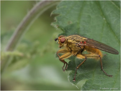 
Strontvlieg ;common yellow dung fly (Scathophaga stercoraria);
the red spots at the beginning of her wings are eggs, layd by a sawfly
