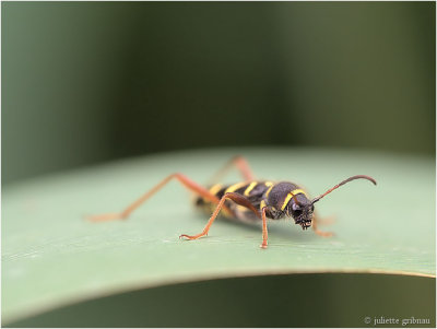 grote wespenboktor (Plagionotus arcuatus)