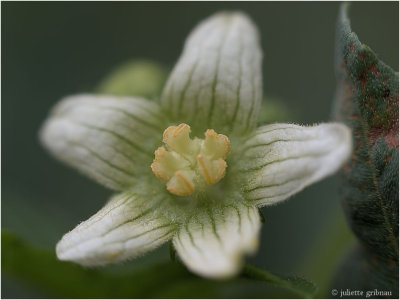 
heggenrank (Bryonia dioica))
