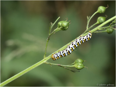 
helmkruidvlinder (Cucullia (Shargacucullia)
