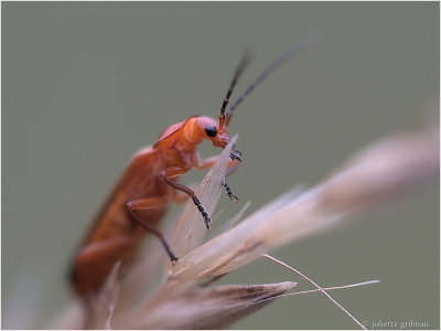 Kleine Rode Weekschildkever (Rhagonycha fulva)