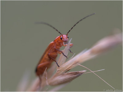 Kleine Rode Weekschildkever (Rhagonycha fulva)