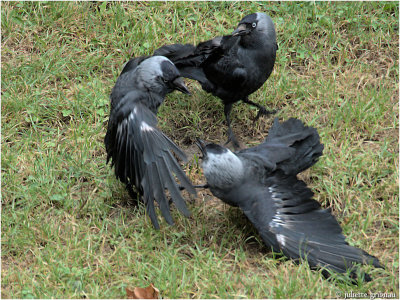 
Kauwen (Corvus monedula); parent telling her youngster off
