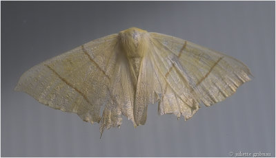 
vliervlinder (Ourapteryx sambucaria
