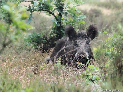 
wild zwijn (Sus scrofa);
een onverwachte ontmoeting; an unexpected encounter
</div