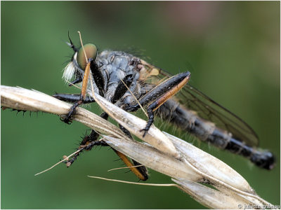 
Stomplijfroofvlieg  (Antipalus varipes)
a very rare robberfly in the Netherlands
</div