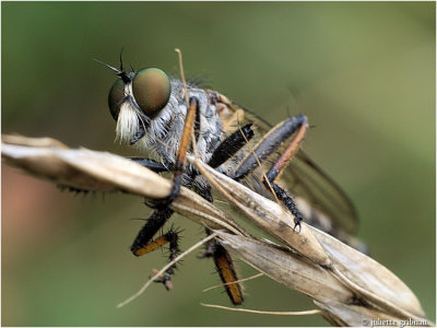 
Stomplijfroofvlieg  (Antipalus varipes)
a very rare robberfly in the Netherlands
</div