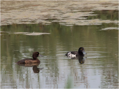 kuifeend (Aythya fuligula); male +female
</div